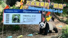 万众宠爱的“叻叻” Beloved Panda Le Le