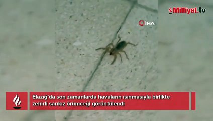 Elazığ'da panik: Et yiyen, zıplayabilen zehirli Sarıkız örümceği görüntülendi