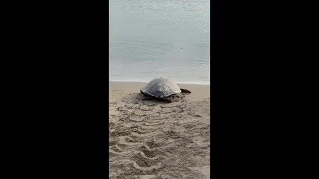 Cilento, liberata Barbara: la tartaruga ferita rimasta impigliata nella rete da pesca