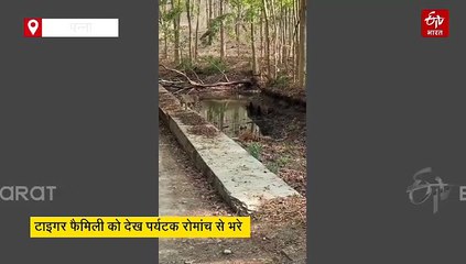 पन्ना टाइगर रिजर्व में फिर शान से सामने आई पी-151 बाघिन, टाइगर फैमिली को देख पर्यटक गदगद