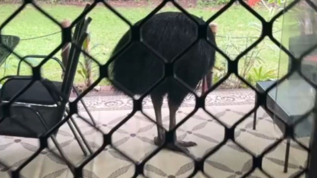 Cassowary casually struts through backyard like it pays the mortgage