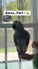 Parrot Tells Alexa to Fart! 😂💨  Papagalul vs. Tehnologia