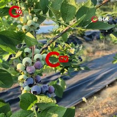 22 yaşında kendi bahçesini kurdu, şimdi 15 ton hasat bekliyor