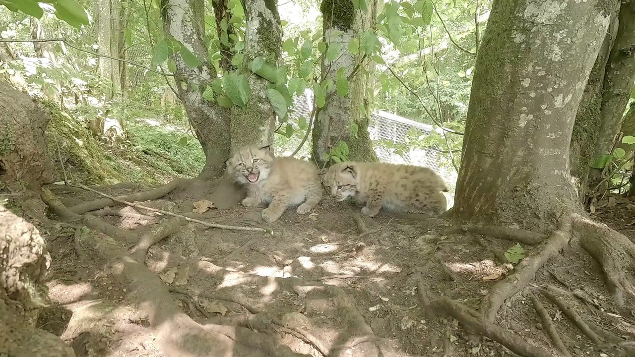 Naissance de 3 lynx aux Grottes de Han