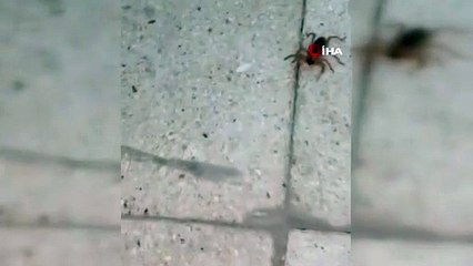 Zıplayabilen, dev etçil sarı kız örümceği Türkiye'de bir kez daha ortaya çıktı