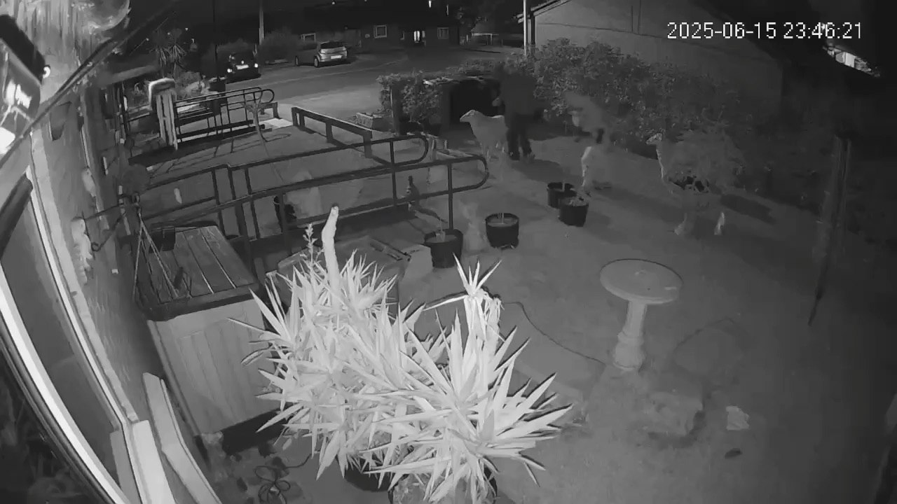 WATCH: Moment thieves steal life sized sheep ornaments from Sheffield Garden