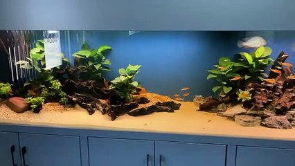 Large fish tank