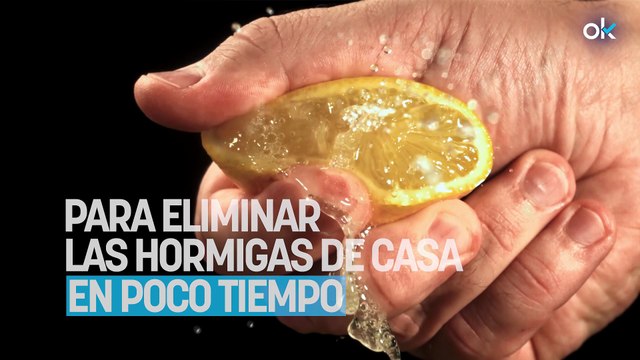 Ni limón ni productos químicos: el sencillo truco para eliminar las hormigas de casa en poco tiempo
