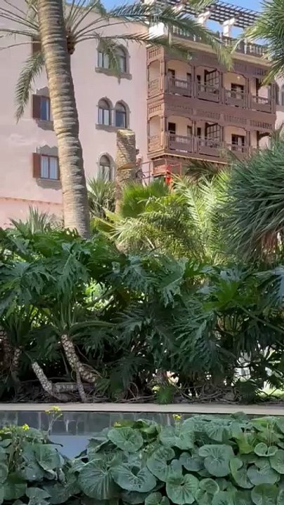 Vídeo tala de palmeras en Las Palmas de Gran Canaria