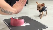 Tiny Chihuahua Begs for Food! 🐶🍽️  Cel Mai Drăgălaș Cerșetor!