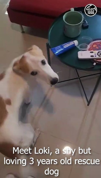 Loki The Dog
