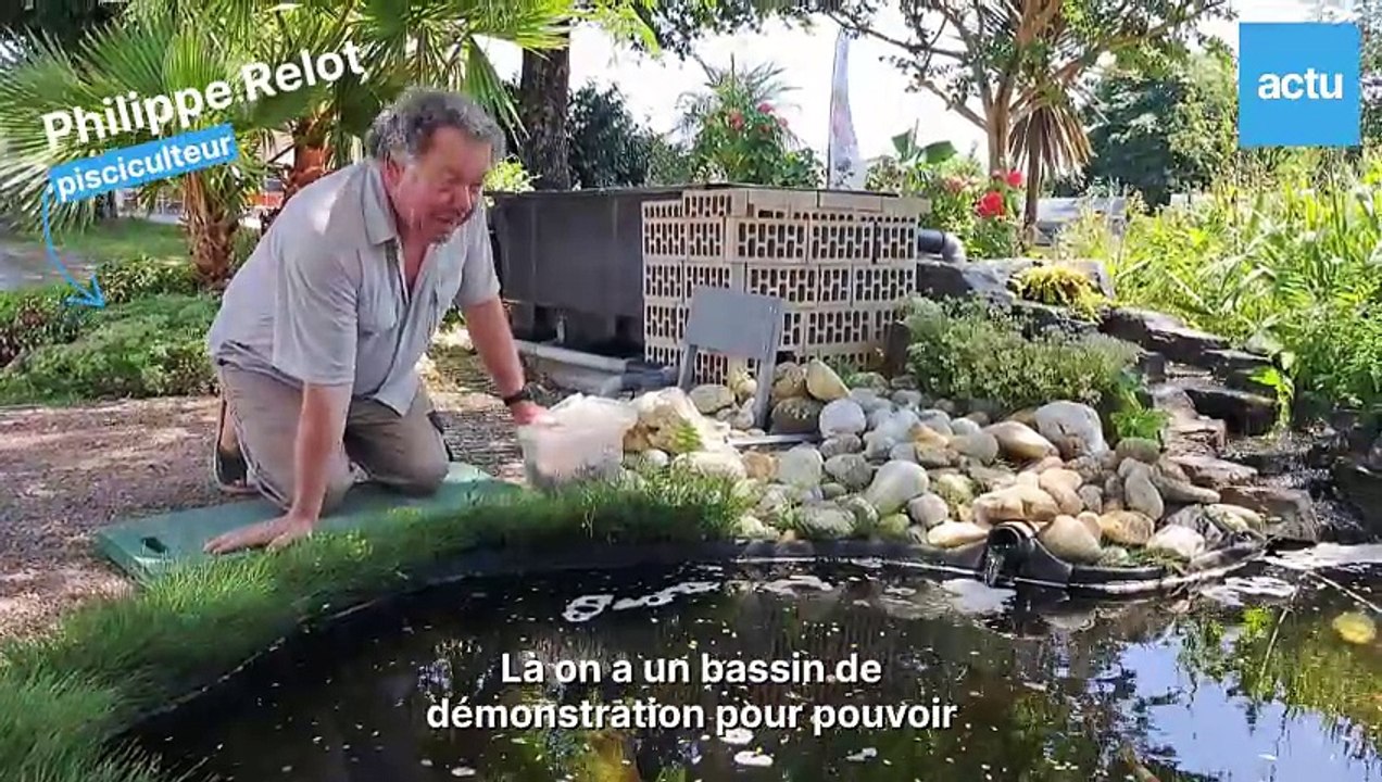 des-carpes-japonaises-qui-se-laissent-caresser-a-missillac-copy