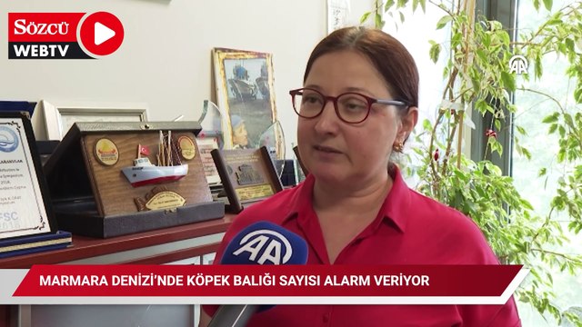 Marmara Denizi’nde köpek balığı sayısı alarm veriyor