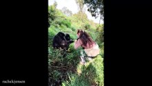 Funniest ANIMALS Videos 2025 That Will Make You LAUGH OUT LOUD 😂
