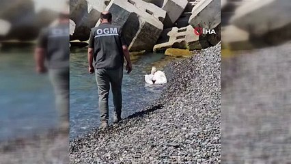 Kastamonu’da sahilde yaralı halde bulunan pelikan, tedavi altına alındı