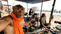 A monkey doing vlog in jungle with people - video Dailymotion