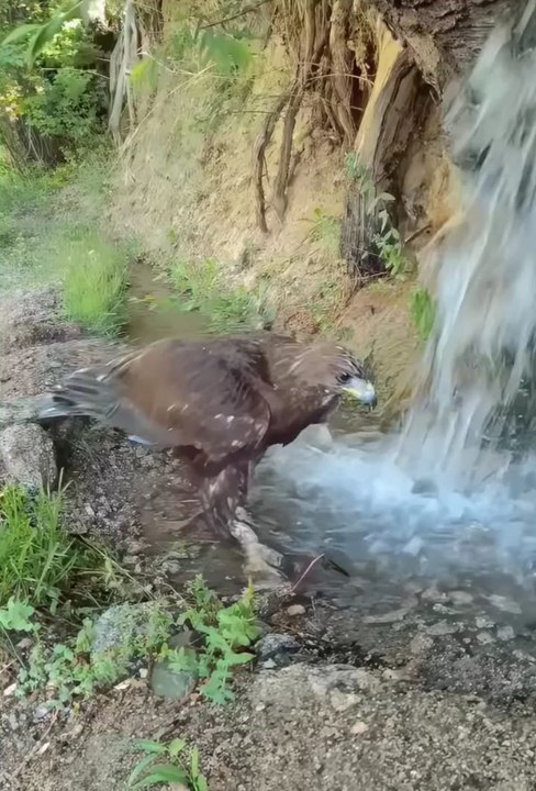 cute animals 🦅❤️cute pets