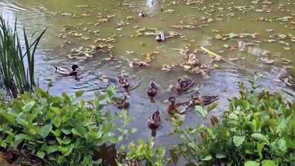 Exploring Staunton Country Park with a walk along one of its routes