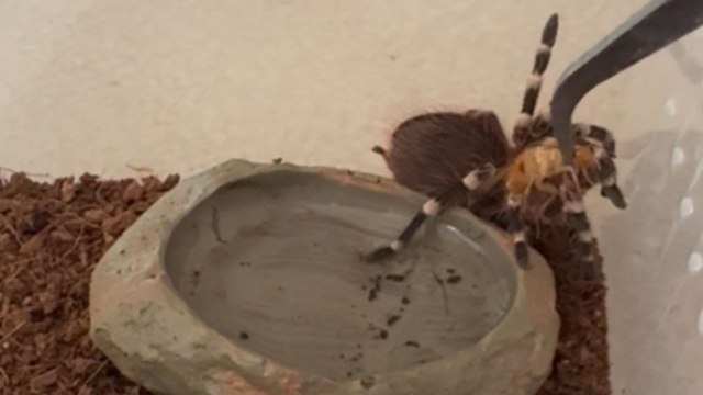 Pet tarantula quickly snatches cockroach during feeding time
