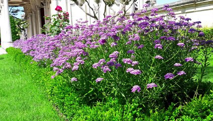 Türkülerle Türkiye - Zonguldak - Çimene Bak Çimene