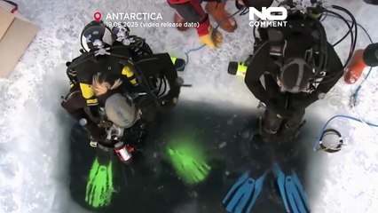 NO COMMENT: El calentamiento global amenaza con extinguir a los pingüinos