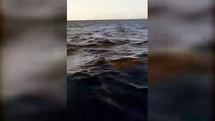 4 mante avvistate al largo dell'Isola del Giglio