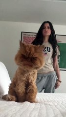 Is this trend over now  follow @gabyscaringe for more cat vids #kesha #fyp #trend #viral
