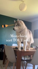 Mon chien sort tout seul ! 💪💪