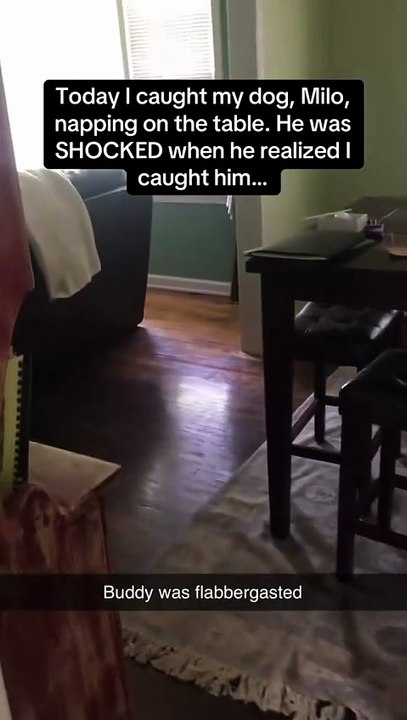 This is the cutest but funniest thing I’ve ever seen 🐶😭😭 #RoadTo18M #Pubity (Karin Turner via ViralHog)