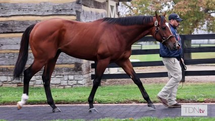 TDN Stallions: Newgate