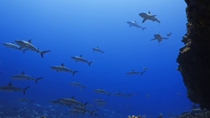 Nasce la prima mappa globale degli spostamenti della megafauna