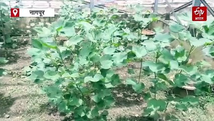 बोंडअळीपासून कापूस वाचव‍ण्यासाठी "एआय"चा हनीट्रॅप; केंद्रीय कापूस अनुसंधान संस्थान नागपूरचे संशोधन