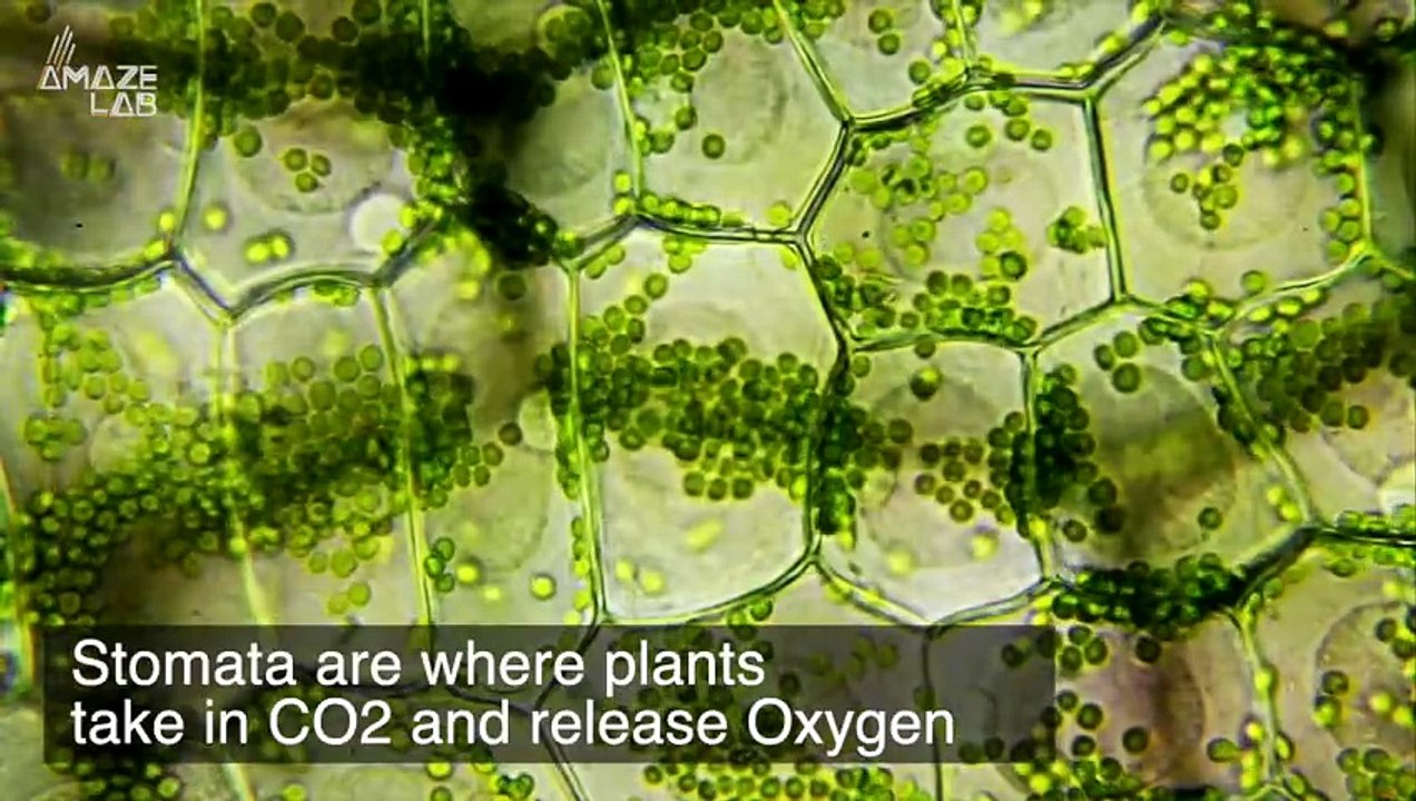 Scientists Discover Trees ‘Holding Their Breath’ to Survive Wildfires.mp4