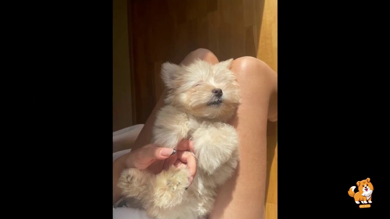 Dog's Training Tips For Beginners _ V5 _  Dog Videos _ Dogs _ Dog _ Dog As a Pet _ Mr Dog