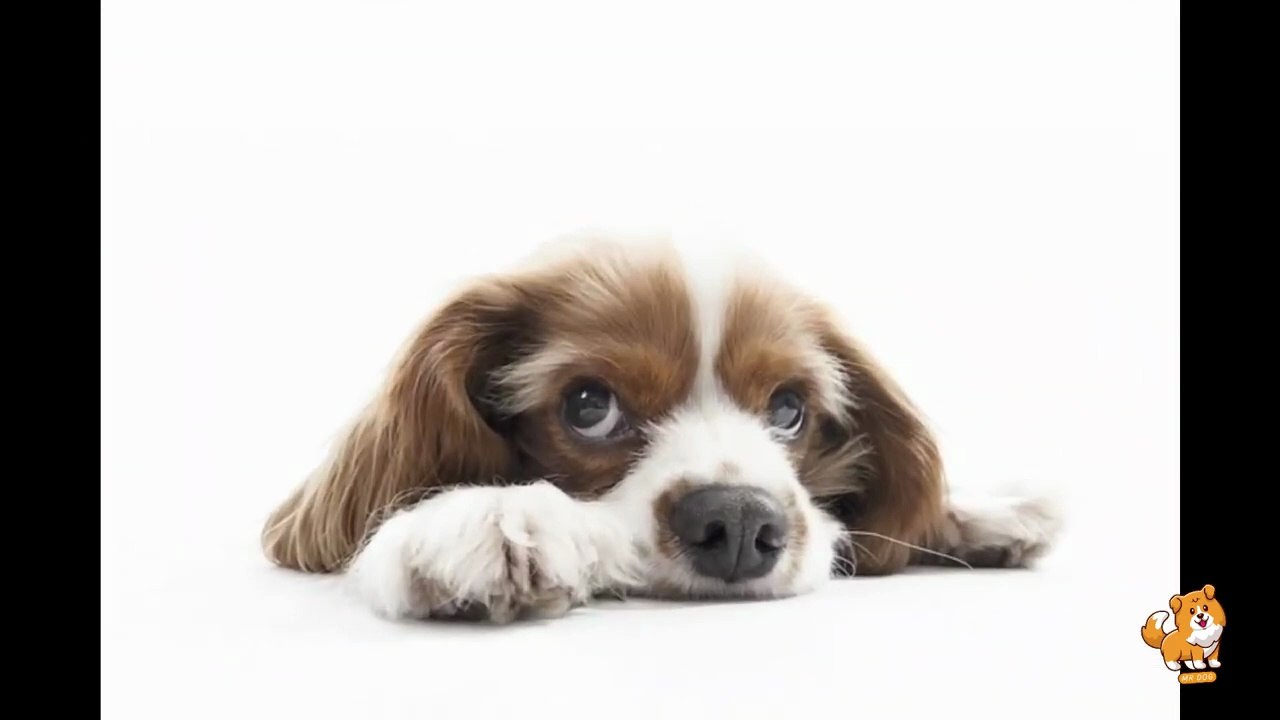 Socializing Your Dog or Puppy Is Important _ V6 _ Dog Videos _ Dogs _ Dog as a Pet _ Dogs _ Mr Dog