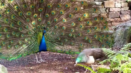 Fluid: Life Beyond the Binary 🌈 - Trailer and Truth About Gender Fluidity (2024)