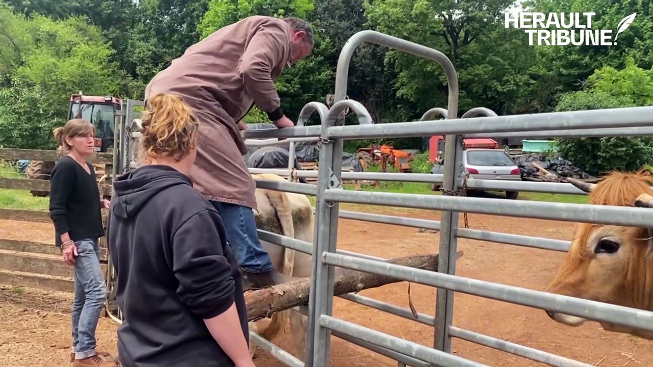 Interview de Koen Goovaerts, vétérinaire de Saint-Pons-de-Thomières qui part à la retraite