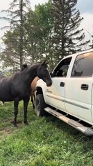 Horse Spooked By Chihuahua Barking From Inside Parked Car
