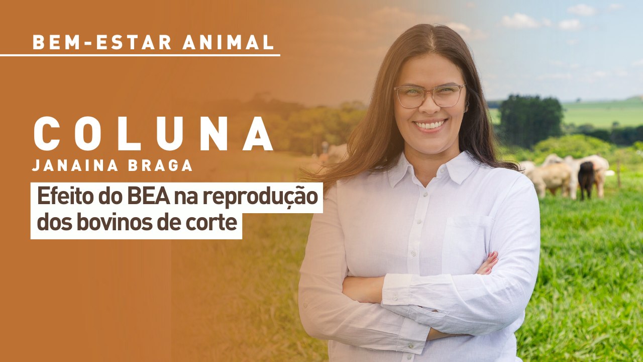 Bem-estar animal: efeito do BEA na reprodução dos bovinos de corte