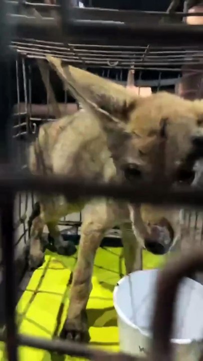 Encuentran cachorro de coyote en Tijuana