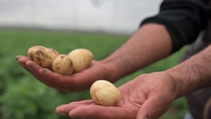 c7-papa-vuelve-a-precios-accesibles-190625