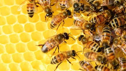 Organización de Naciones Unidas para la alimentación y la agricultura FAO, propone iniciativas para salvar a las abejas