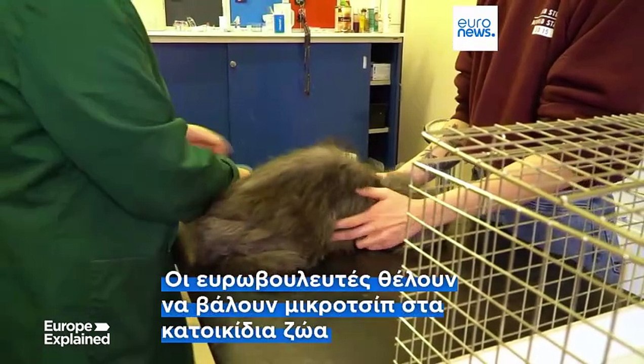 Το Ευρωπαϊκό Κοινοβούλιο υποστηρίζει την υποχρεωτική τοποθέτηση μικροτσίπ σε όλες τις γάτες και τους σκύλους στην ΕΕ