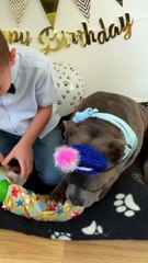 Boy & His Staffy: A 12-Year Friendship That Will Stay Forever 🌈🐾