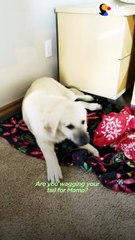 Puppy Shows Up at His Gate — Then Comes Back With a Surprise Guest! 🐶💛