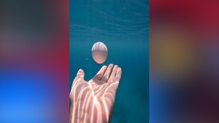 Watch an egg ride a perfect vortex ring underwater in mesmerizing video