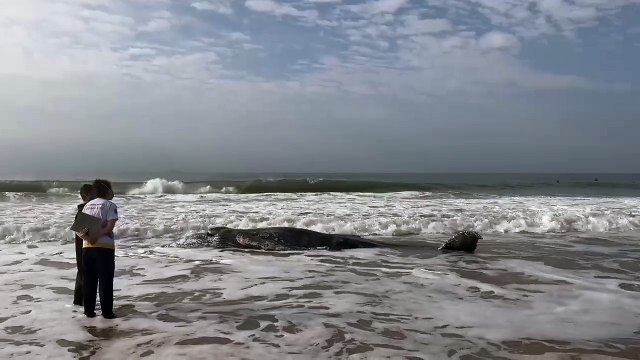 Baleia-jubarte juvenil é encontrada morta no Litoral do Paraná