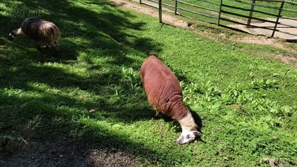 61 Vos criaturas do Senhor - Feliz Sabado