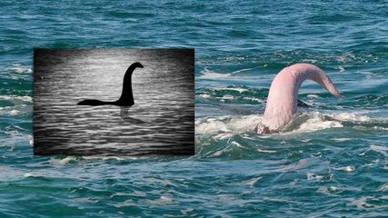 Le monstre du Loch Ness est-il un kiki de baleine ? 🤔
