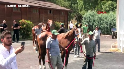 TİGEM tay satışından tek seferde 31 milyon lira gelir elde etti